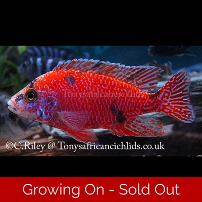 Aulonocara O/B red/orange Light blotch*Line Bred* COLOURED SEXED PAIR - 7-8 cm/3.5" back in stock